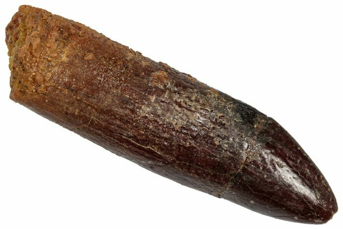 Fossil Sauropod Dinosaur (Titanosaur) Tooth - Morocco #332475